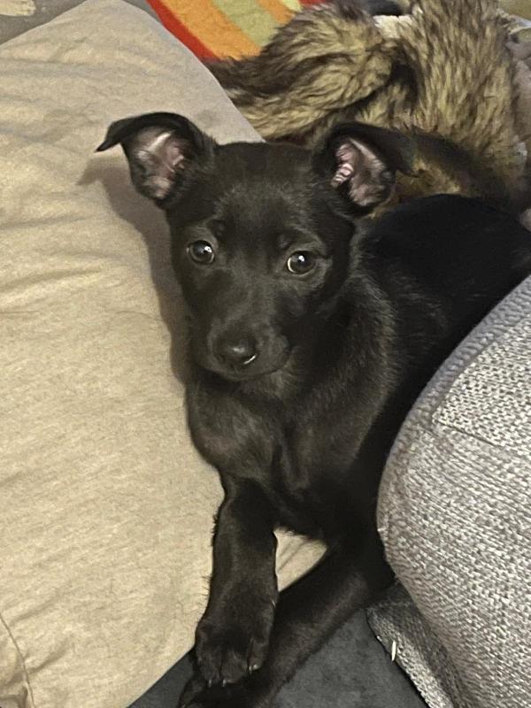 Perla Adottami A Tuo Rischio E Pericolo (Di Innamorarti Follemente)! 🌹🥰